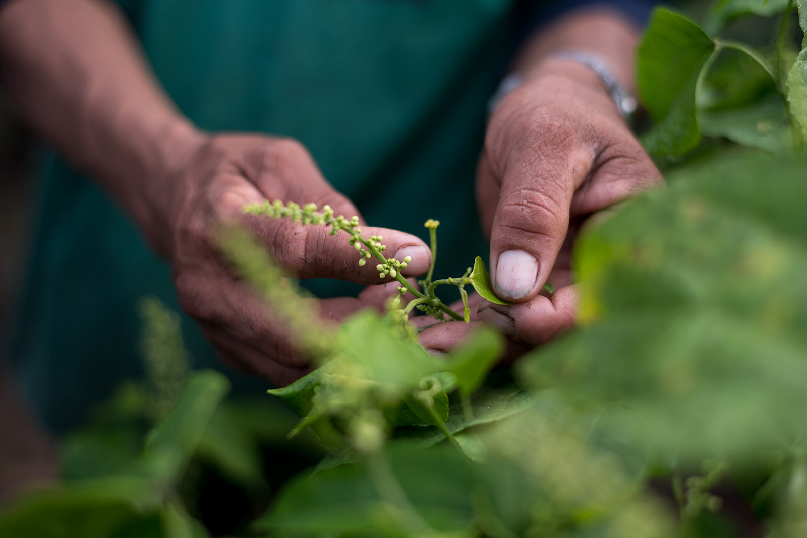 Nunaia grower working with the sacha inchi plant used in our natural organic Serum 