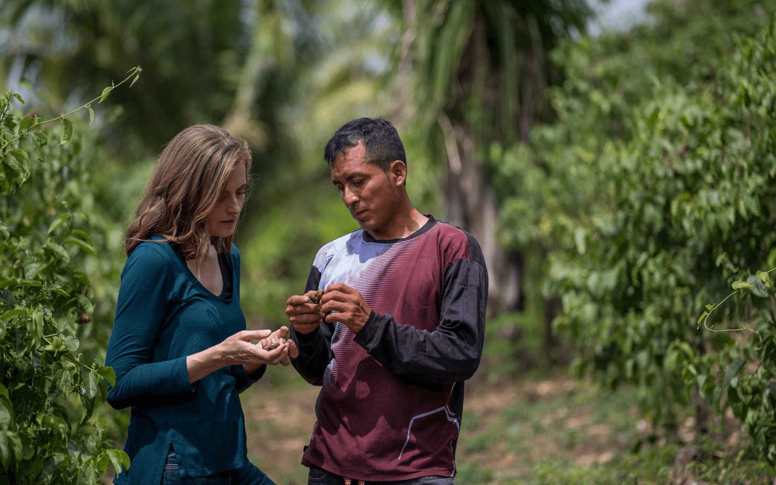 Nunaia Founder and grower gather  the natural ingredient Sacha Inchi for Nunaia's organic face serum